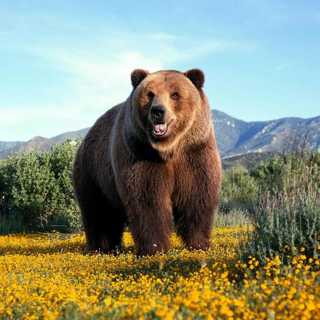 FINALLY! GRIZZLY BEAR TROPHY HUNTING BANNED IN BRITISH COLUMBIA!