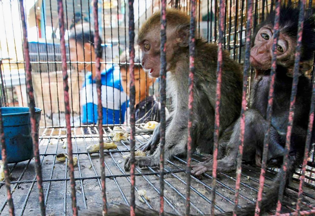 IS WILDLIFE TRADE A CRIMINAL ACT THAT NEEDS STOPPING?